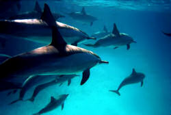 Swimming with wild dolphins in Australia